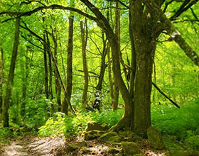 Unser Naturerlebnis-Arrangement mit Waldbaden  